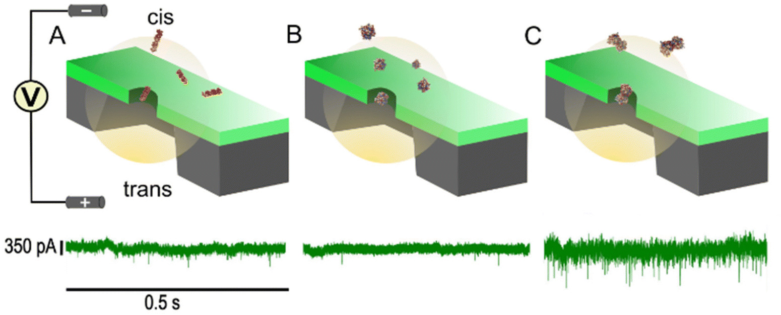 New Tool To Detect Protein Protein Interactions Could Lead To Promising