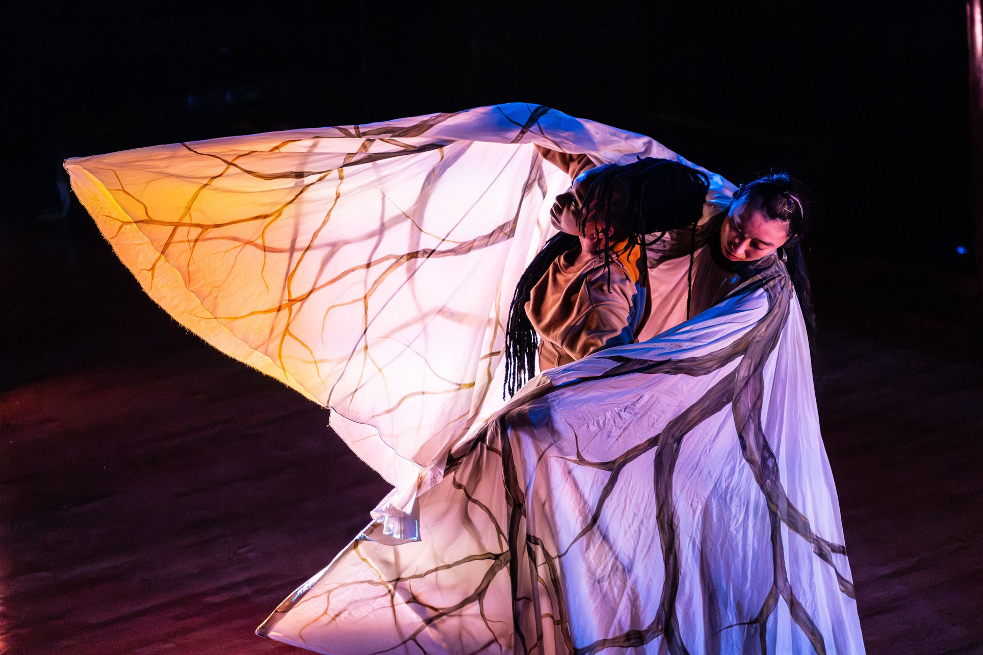 Meadows is partnering with DCII to host a weeklong residency with Time Lapse Dance that highlights their Big Challenge Series theme of "Climate Resilience."