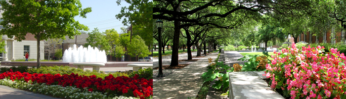 Pictures of Flowers on SMU Campus