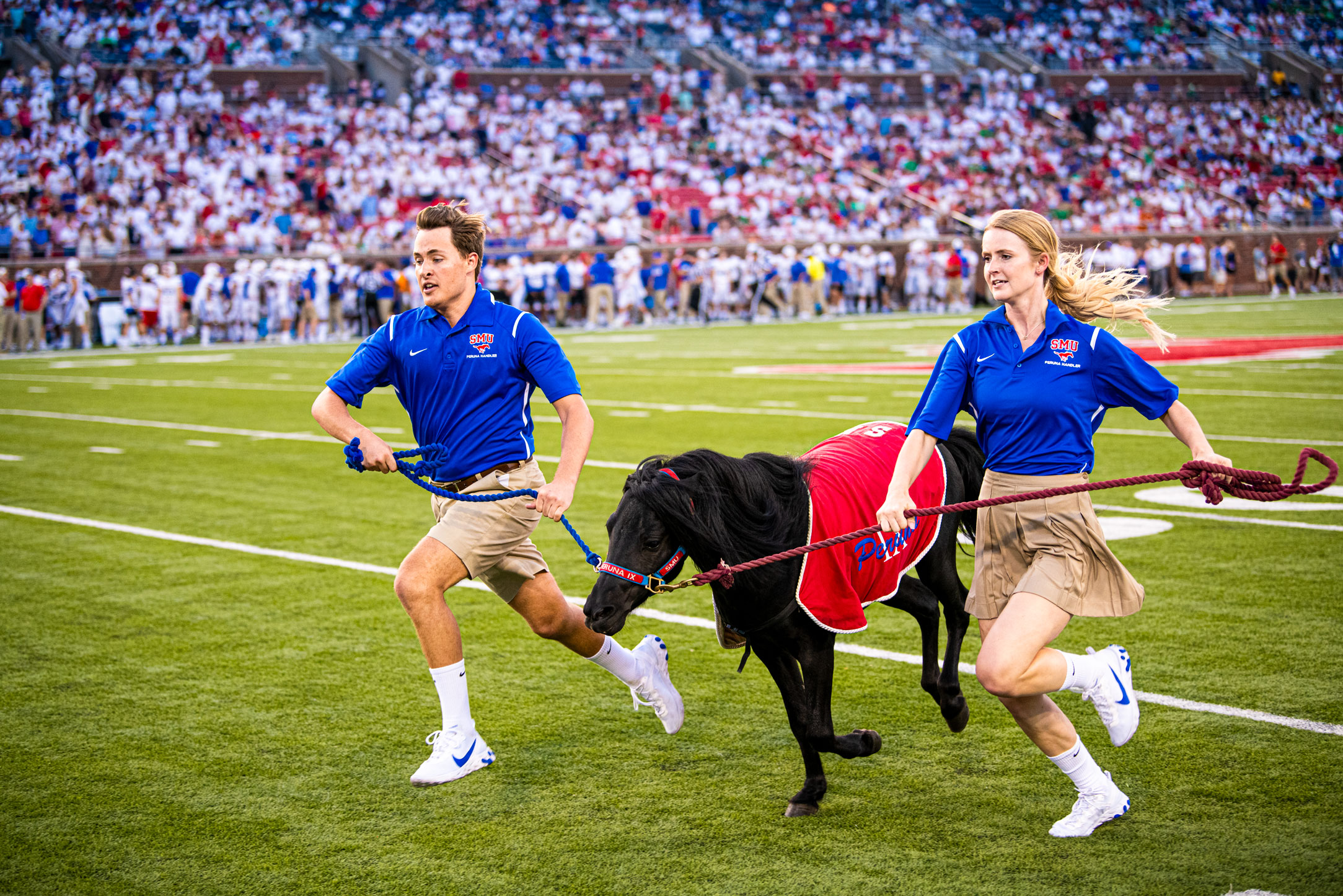 Peruna with handlers at football game